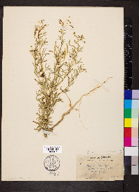 Polanisia jamesii image