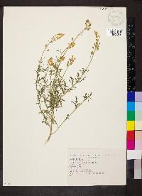 Reseda lutea image