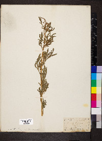 Reseda lutea image