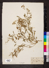 Reseda phyteuma image