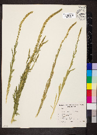 Reseda luteola image