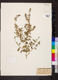 Reseda odorata image