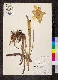 Sarracenia alata image