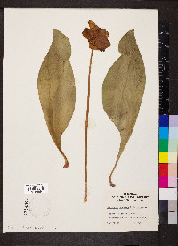 Sarracenia purpurea image