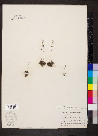 Drosera brevifolia image