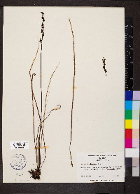 Drosera filiformis image