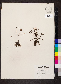Drosera intermedia image