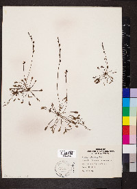 Drosera intermedia image