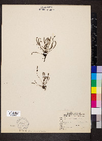 Drosera linearis image