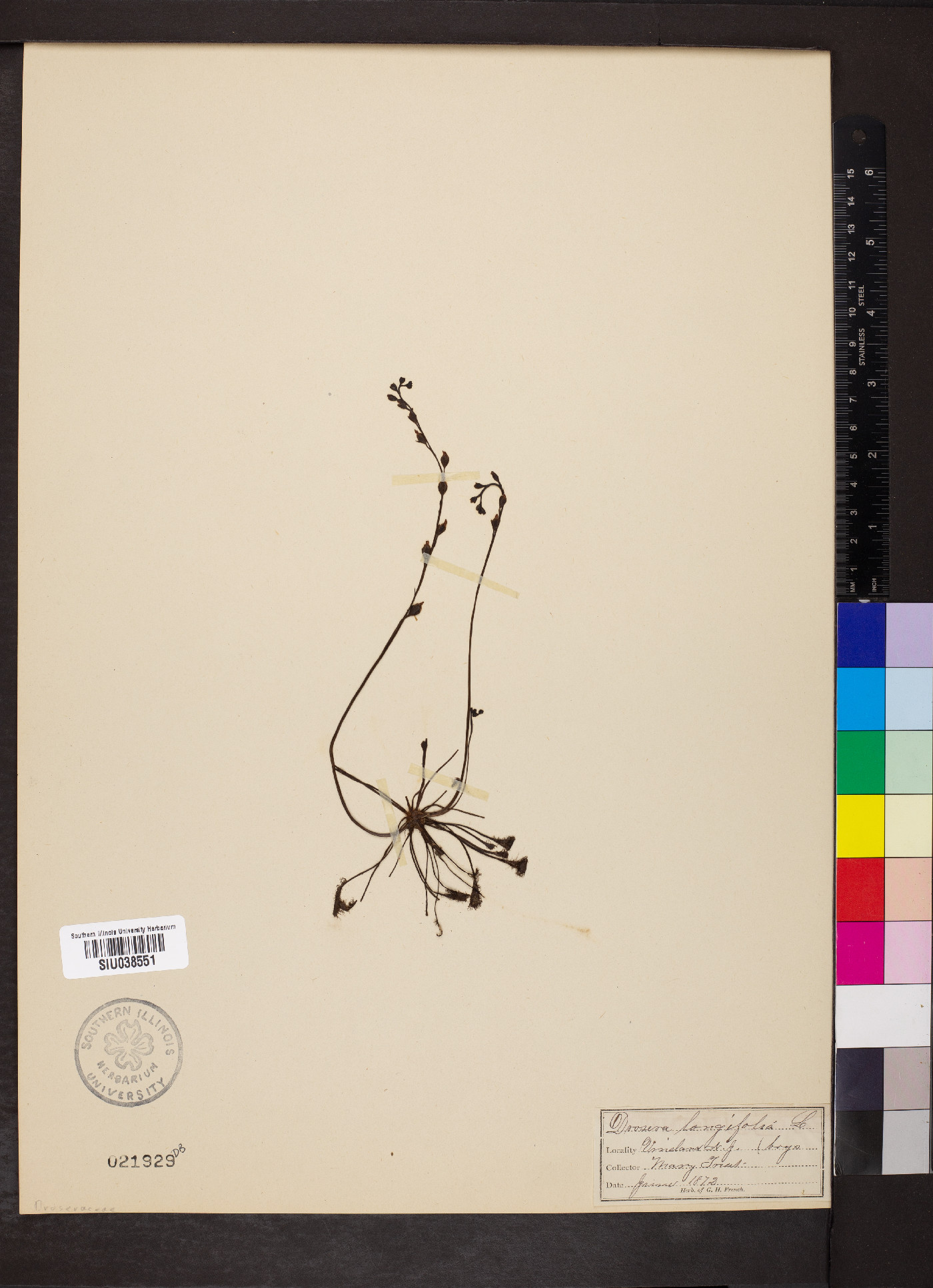 Drosera longifolia image