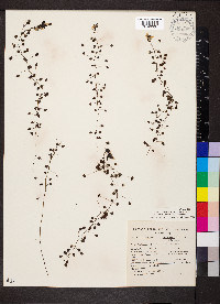 Drosera macrantha image