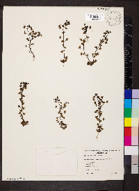 Drosera peltata image