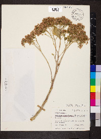 Hylotelephium telephioides image