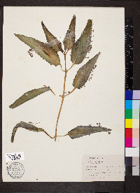 Kalanchoe pinnata image