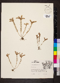 Sedum pulchellum image
