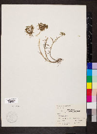 Sedum pulchellum image