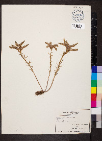 Sedum pulchellum image