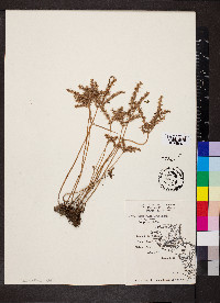 Sedum pulchellum image