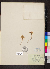 Sedum divergens image