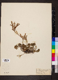 Sedum nevii image