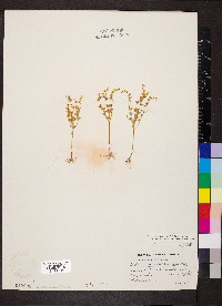 Sedum nuttallii image