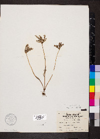 Sedum pulchellum image