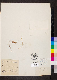 Sedella pumila image