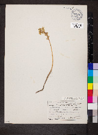 Sedum stenopetalum var. stenopetalum image