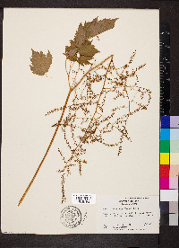 Astilbe biternata image