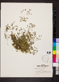 Chrysosplenium americanum image