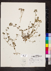 Chrysosplenium oppositifolium image