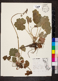 Heuchera americana image