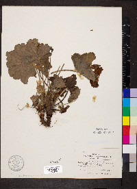 Heuchera americana image