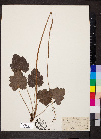 Heuchera americana image