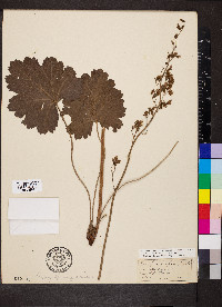 Heuchera americana var. hispida image