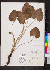 Heuchera americana var. hispida image