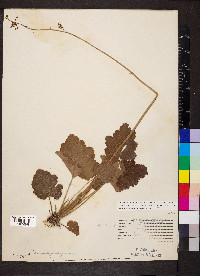 Heuchera americana image