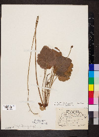 Heuchera americana image