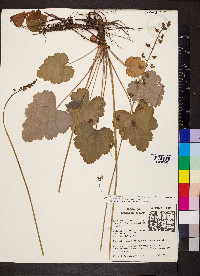 Heuchera americana image