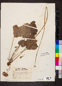 Heuchera americana image