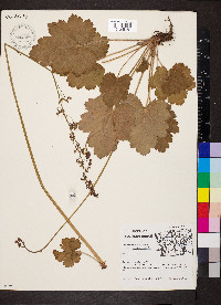 Heuchera americana var. hirsuticaulis image