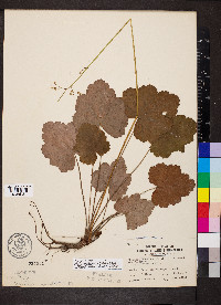 Heuchera americana image