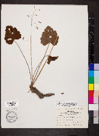 Heuchera americana var. hirsuticaulis image