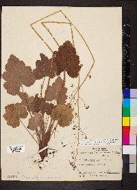 Heuchera americana var. hirsuticaulis image