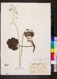 Heuchera americana var. hirsuticaulis image