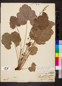 Heuchera americana image