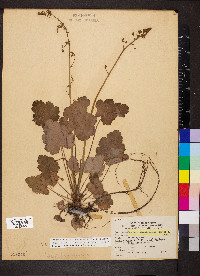 Heuchera americana image