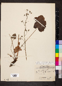 Heuchera americana var. hirsuticaulis image