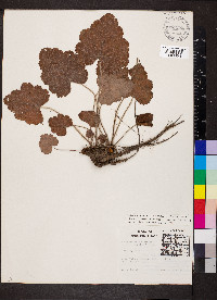 Heuchera americana var. hirsuticaulis image