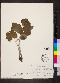 Heuchera americana image